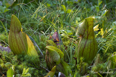 Pitcher Plant family