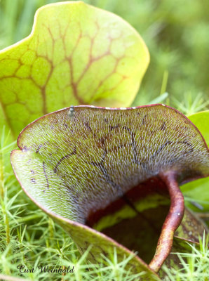 Pitcher Plant -hairy details