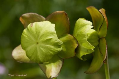 Pitcher Plant blooms