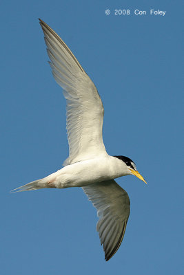 Tern, Little