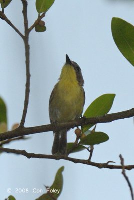 Gerygone, Golden-bellied @ Chinese Gardens