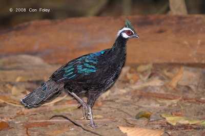 Pheasant, Palawan Peacock @ Sabang