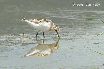 Stint, Red-necked