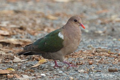 Dove, Pacific Emerald @ Casuarina Coastal Reserve