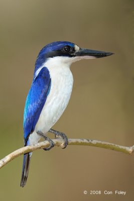 Kingfisher, Forest (female) @ Casuarina Coastal Reserve