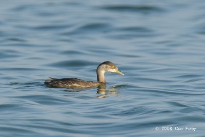 Grebe, Australasian (non-breeding) @ Leanyer Sewage Works