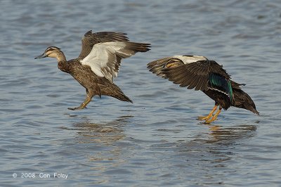 Duck, Pacific Black @ Mamukala Wetlands