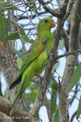 Parrot, Red-winged (female) @ Mary River Park