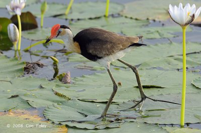 Jacana, Comb-crested @ Yellow Water