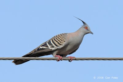 Pigeon, Crested @ Pine Creek