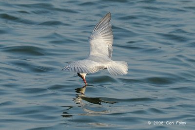 Tern, Whiskered (breeding) @ Leanyer Sewage Works