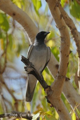 Cuckoo-shrike, Black-faced @ Mary River Park