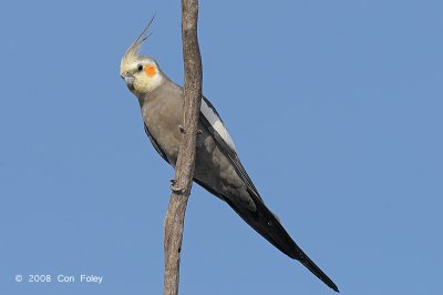 Cockatiel (male) @ Copperfield Dam