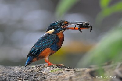 Kingfisher, Indigo-banded
