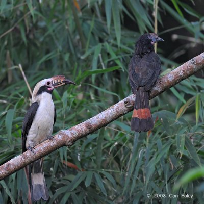 Hornbill, Luzon (pair) @ Subic