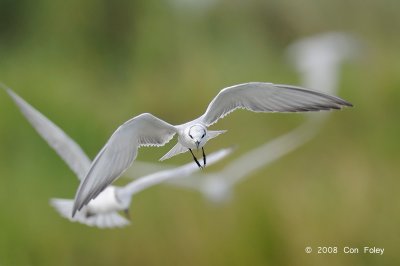 Tern, Whiskered @ Candaba Marsh