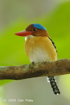 Kingfisher, Banded (male)