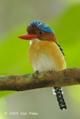 Kingfisher, Banded (male)