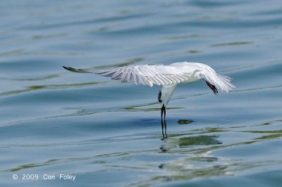 Tern, Whiskered (non-breeding) @ Leanyer Sewage Works