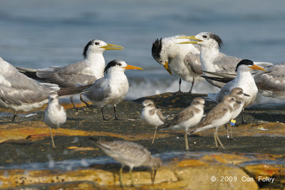 Tern, Lesser Crested @ Nightcliff