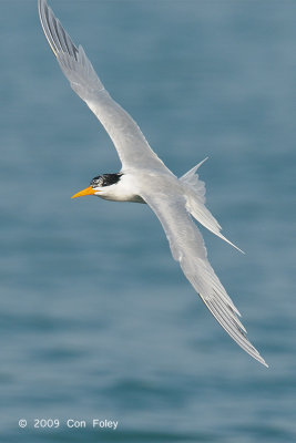 Tern, Lesser-crested