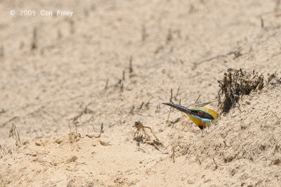 Bee-eater, Rainbow @ Casuarina Coastal Reserve