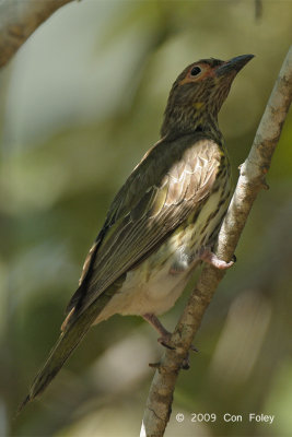 Figbird, Australian (immature male) @ Casuarina Coastal Reserve