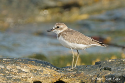 Plover, Greater Sand