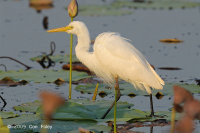 Egret, Intermediate @ Fogg Dam