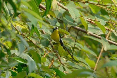 Flycatcher, Yellow-rumped (male) @ Hindhede