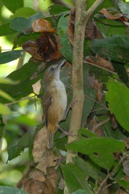 Babbler, Abbott's @ Kulua Tahan