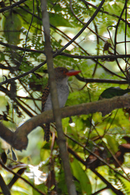 Kingfisher, Banded (female) @ Kuala Tahan