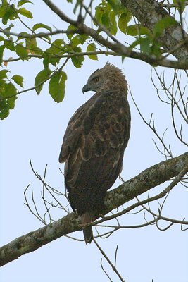 Eagle, Changeable Hawk (dark morph)
