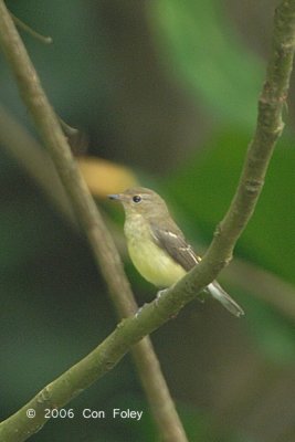 Flycatcher, Yellow-rumped (female) @ Hindhede