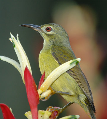 Sunbird, Brown-throated (female) @ Botanic Gardens
