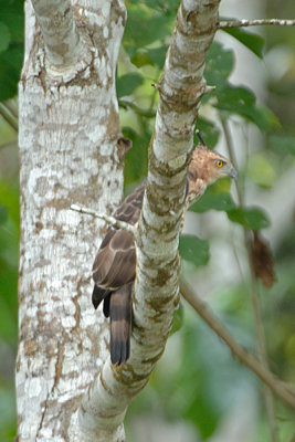 Eagle, Wallace's Hawk @ Kinabatangan