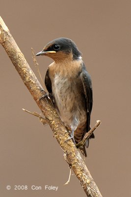 Swallow, Pacific (juvenile)