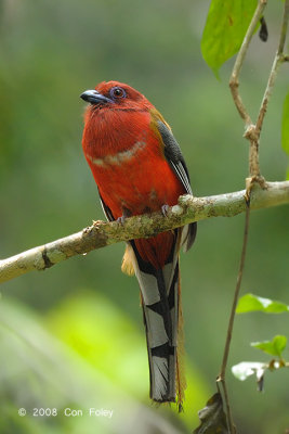 Trogon, Red-headed