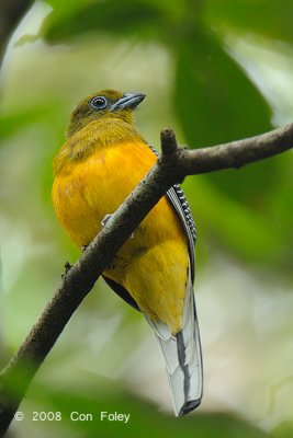 Trogon, Orange-breasted (male) @ Jln Air Terjun