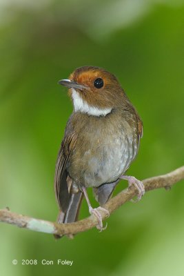 Flycatcher, Rufous-browed @ Jln Richmond