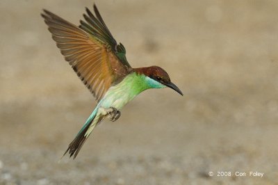 Bee-eater, Blue-throated @ Punggol