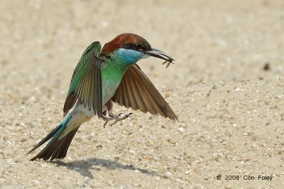 Bee-eater, Blue-throated @ Punggol