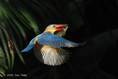 Kingfisher, Stork-billed @ Botanic Gardens