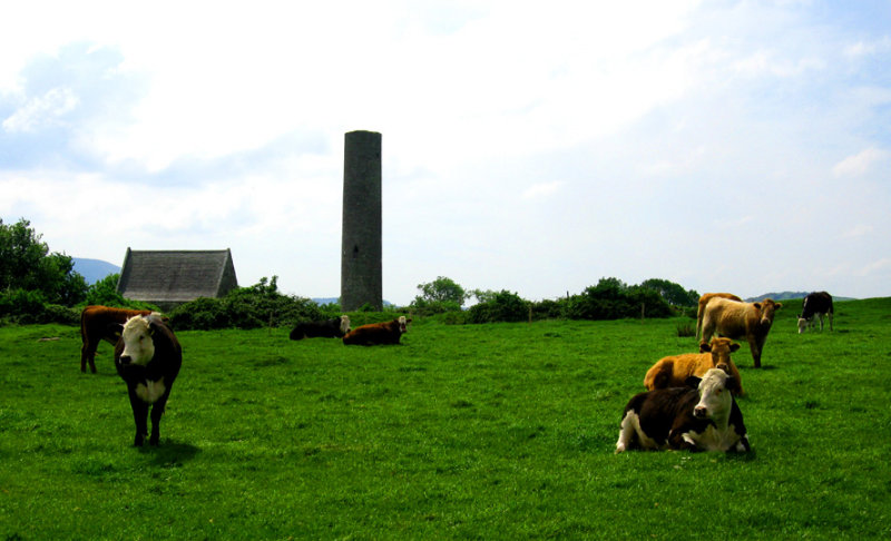 Cows near the ruins on the Holy Island