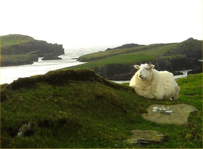 Posing sheep at Valentia Island