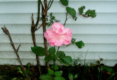 Last rose of summer