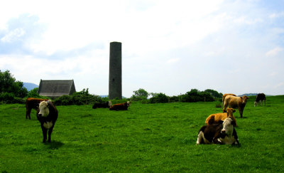 Cows near the ruins on the Holy Island
