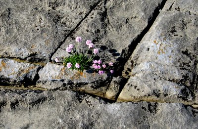 Blooming on the Burren