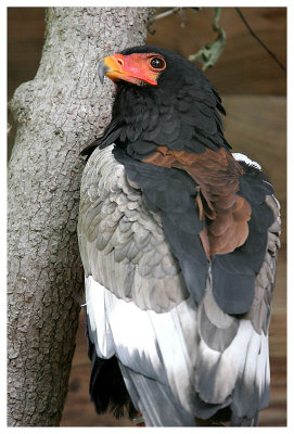 Le rocher des aigles