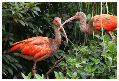 Zoo De La Palmyre